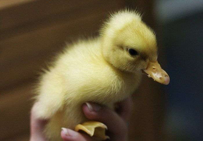 birth of a duckling