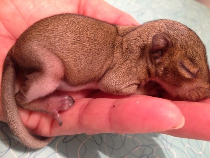 baby squirrel