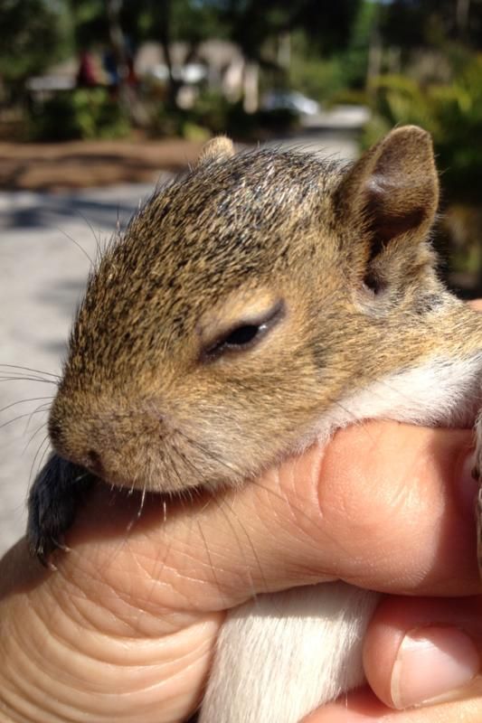 baby squirrel