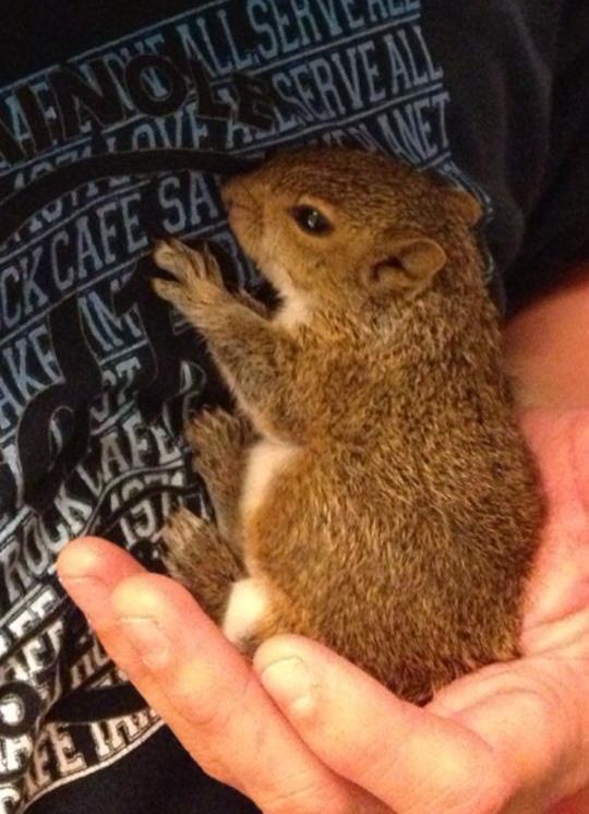 baby squirrel