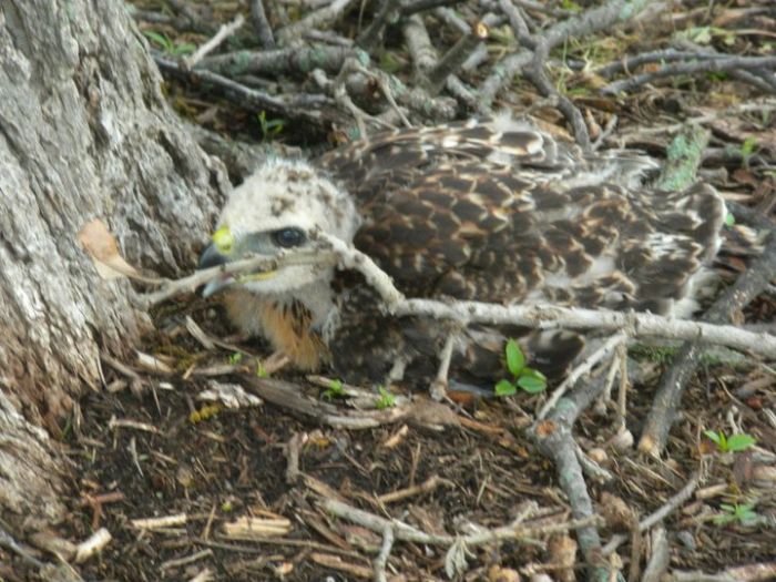 ellis the hawk