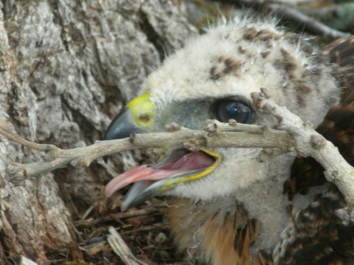 ellis the hawk