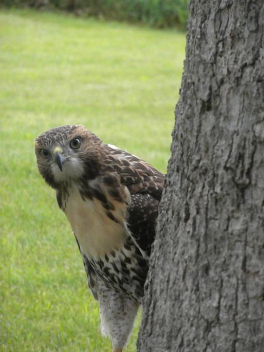 ellis the hawk