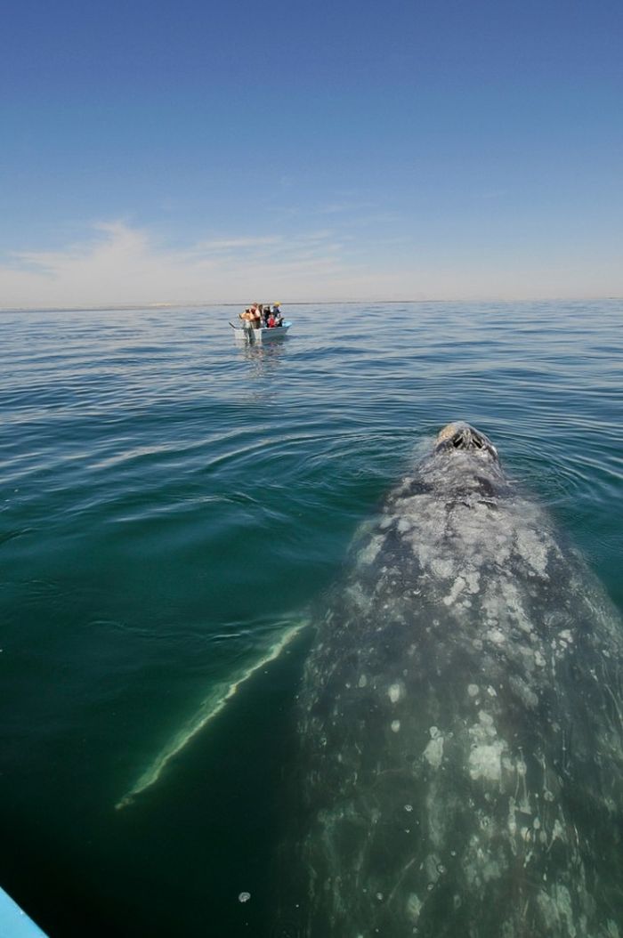 friendly whale