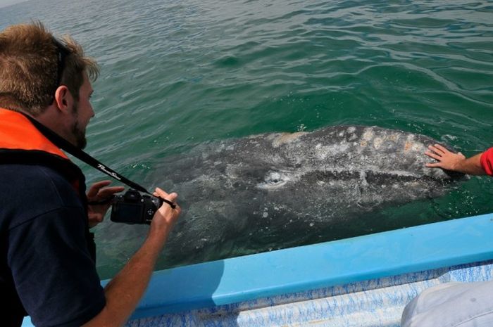 friendly whale