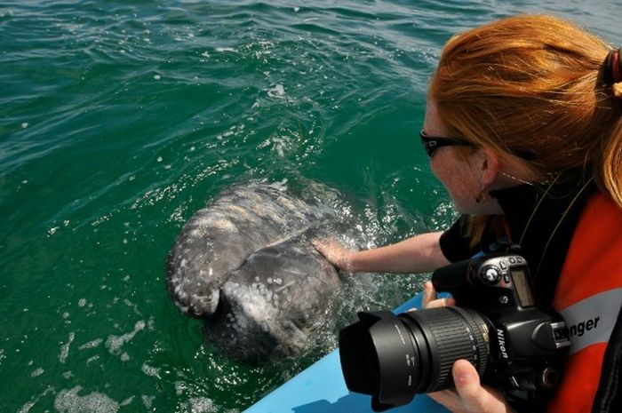 friendly whale