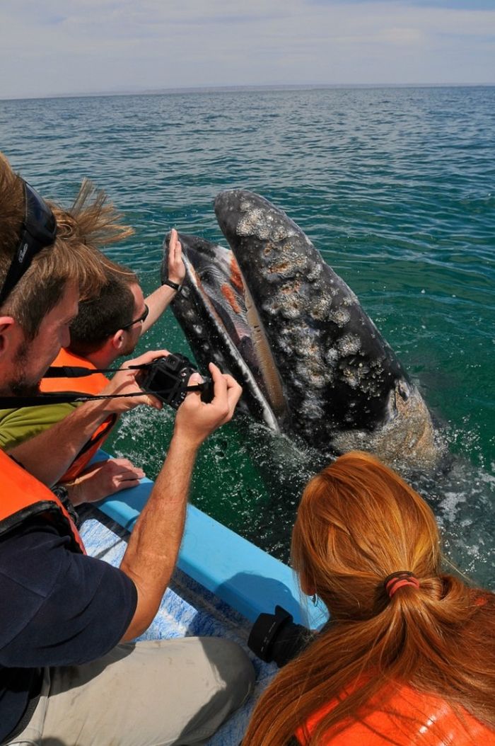 friendly whale