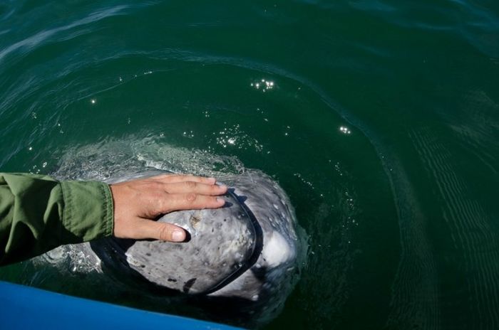 friendly whale