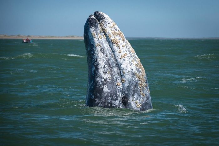 friendly whale