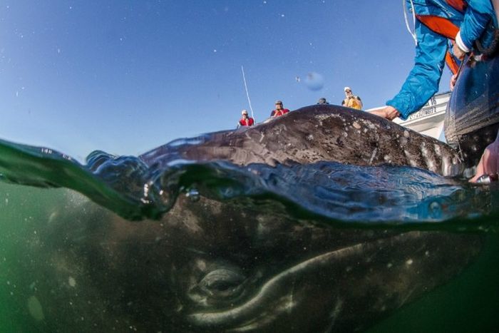 friendly whale