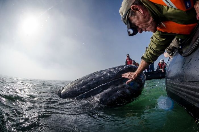 friendly whale