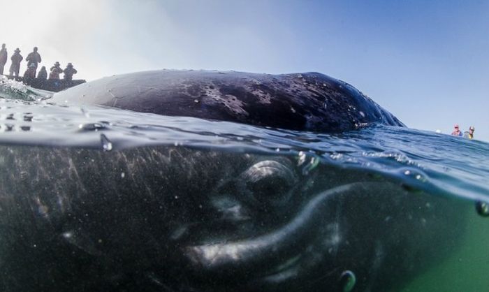 friendly whale