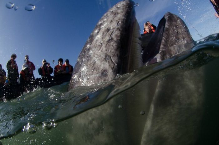 friendly whale