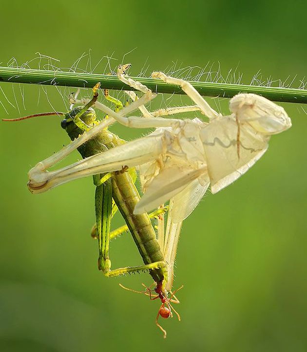 grasshopper moulting
