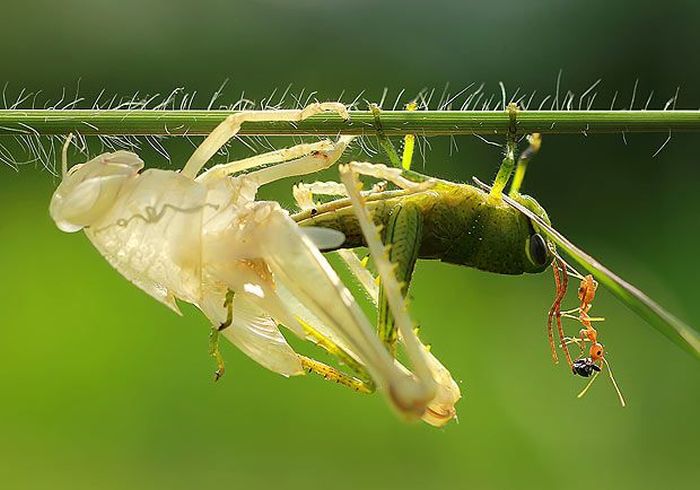 grasshopper moulting