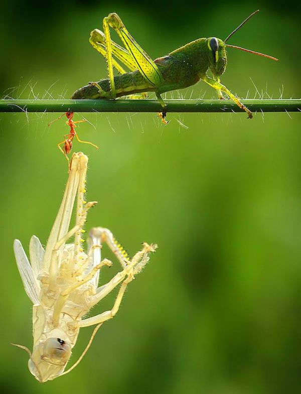 grasshopper moulting