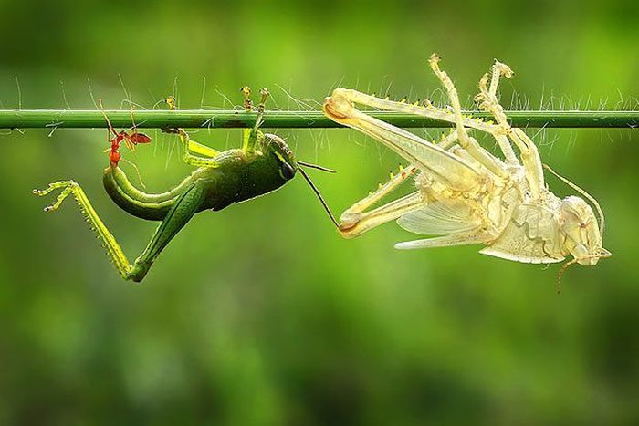 grasshopper moulting