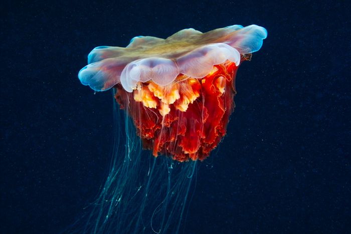 jellyfish