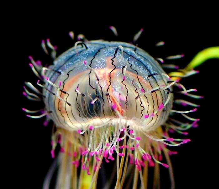 jellyfish