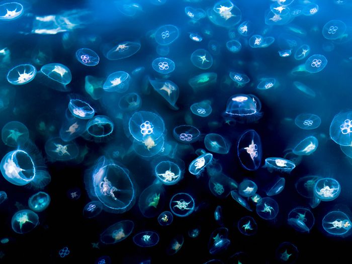 jellyfish