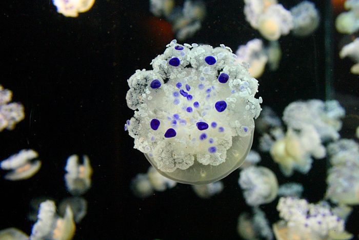 jellyfish