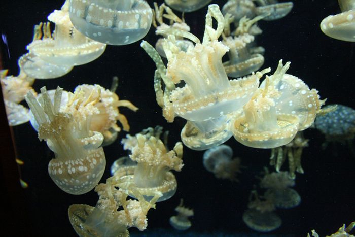 jellyfish