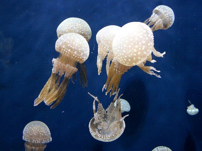 jellyfish