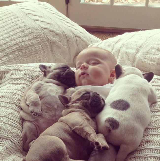 baby with bulldog puppies