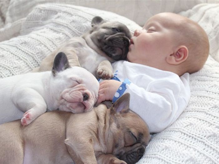 baby with bulldog puppies