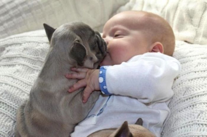 baby with bulldog puppies