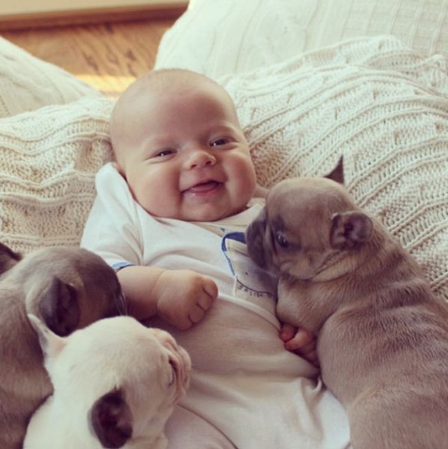 baby with bulldog puppies