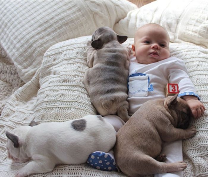 baby with bulldog puppies