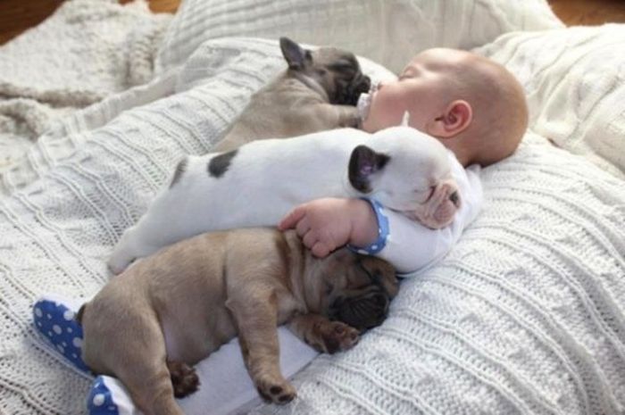 baby with bulldog puppies