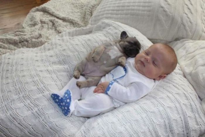 baby with bulldog puppies