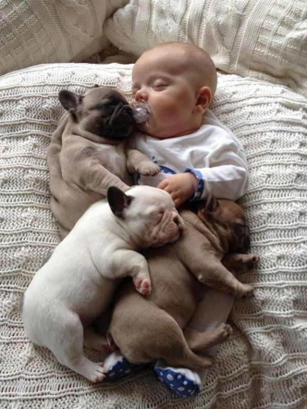 baby with bulldog puppies