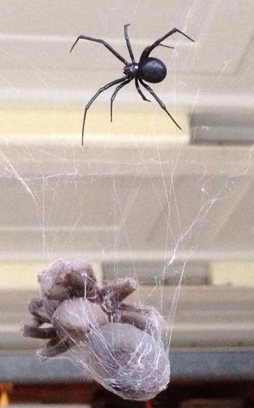 tarantula killed by black widow