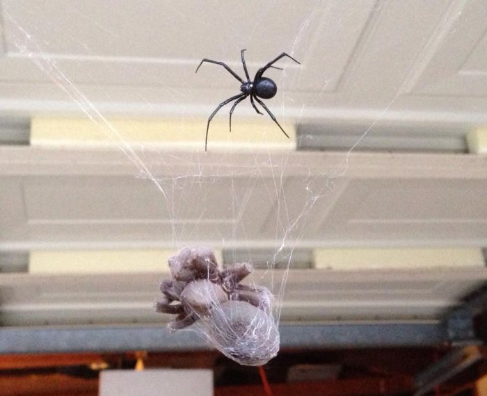 tarantula killed by black widow