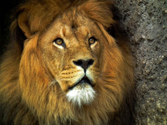 animal photography