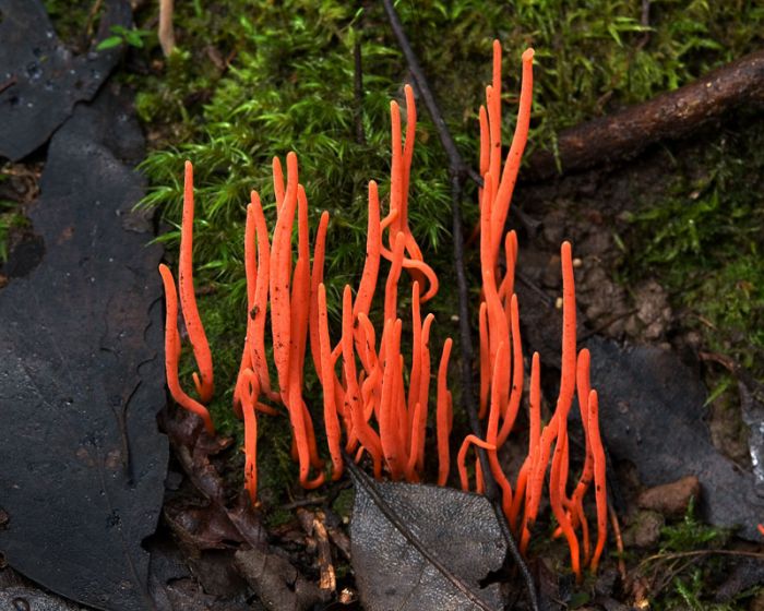 fungi mushroom microorganisms