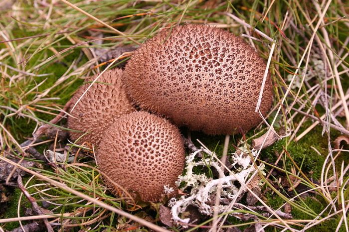 fungi mushroom microorganisms