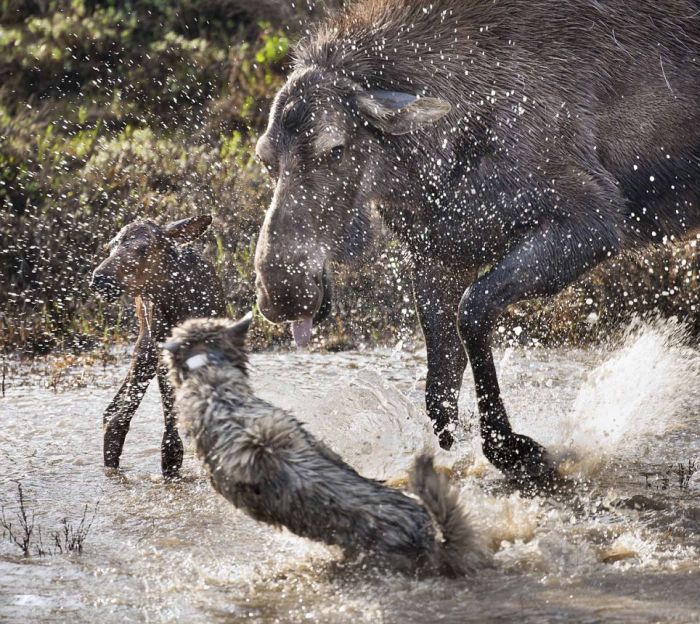 mother moose with a newborn against wolves