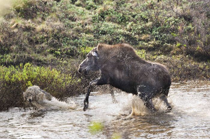 mother moose with a newborn against wolves