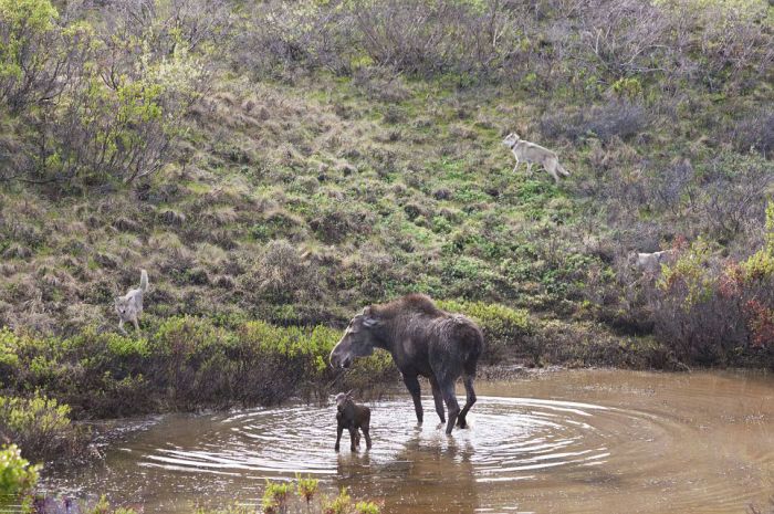 mother moose with a newborn against wolves