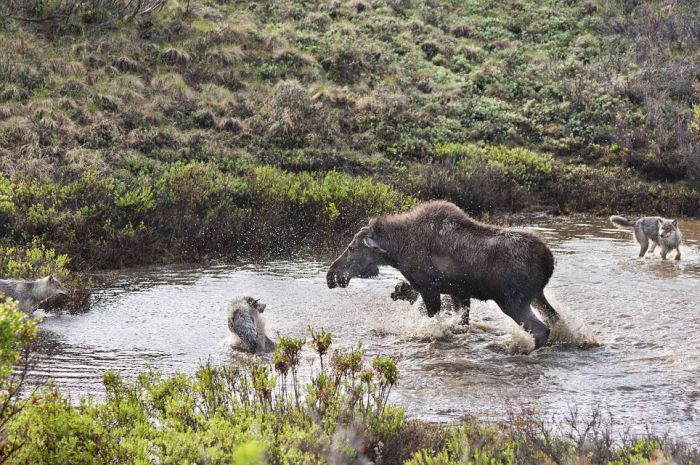 mother moose with a newborn against wolves