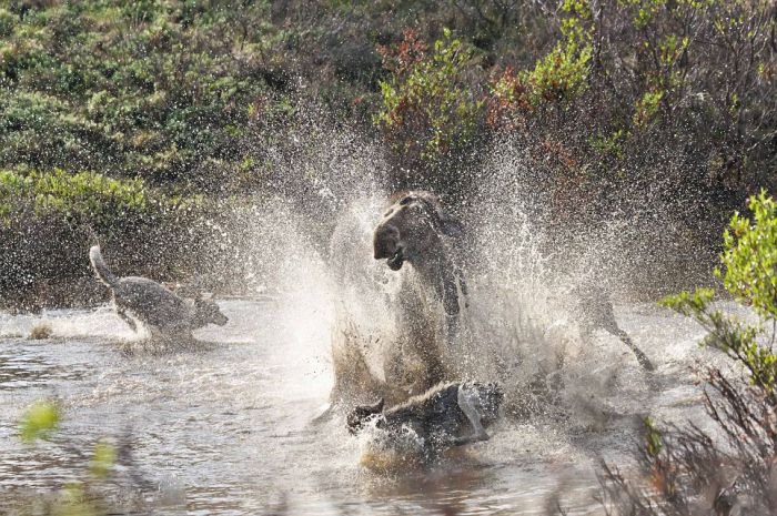 mother moose with a newborn against wolves