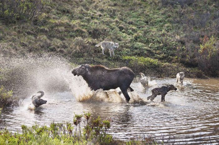 mother moose with a newborn against wolves