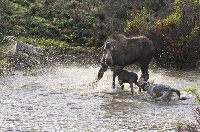 mother moose with a newborn against wolves