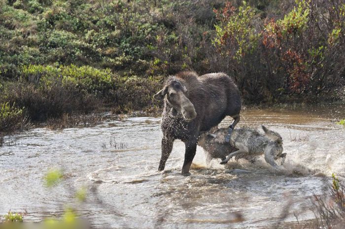 mother moose with a newborn against wolves