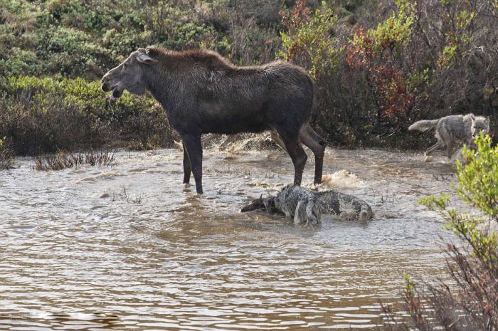 mother moose with a newborn against wolves