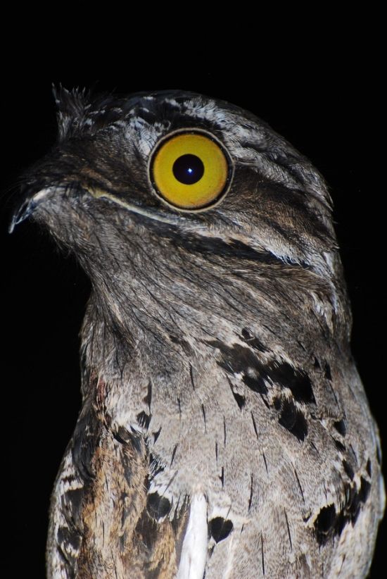 potoo bird